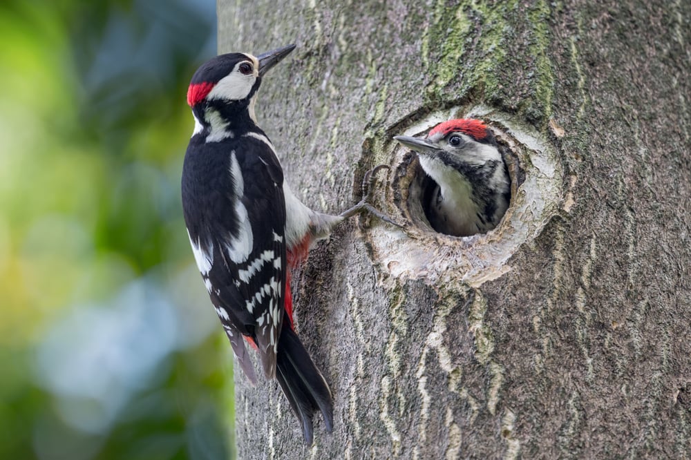 Father and son woodpecker living on a tree