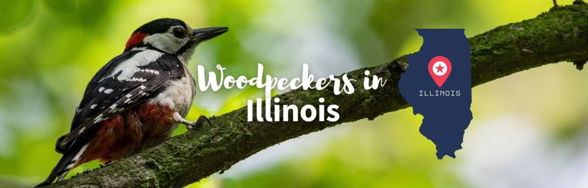 Woodpeckers in Illinois featured image