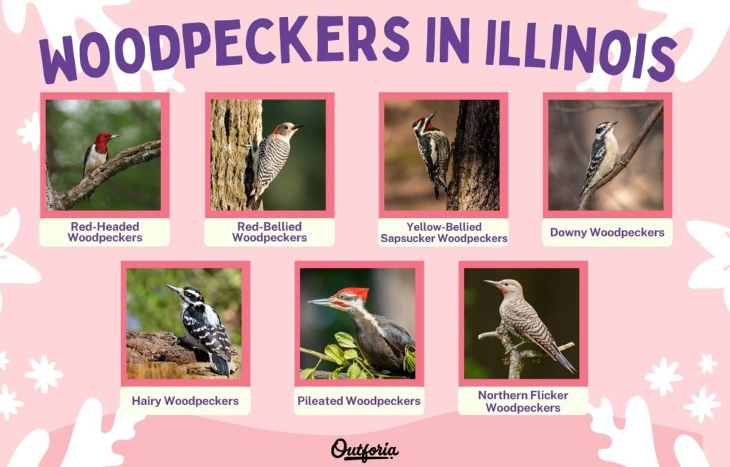 Chart of Woodpeckers in Illinois complete with photos