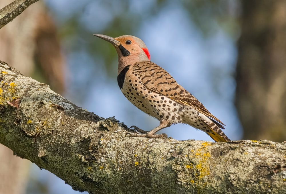 Northern Flicker standing on a tree