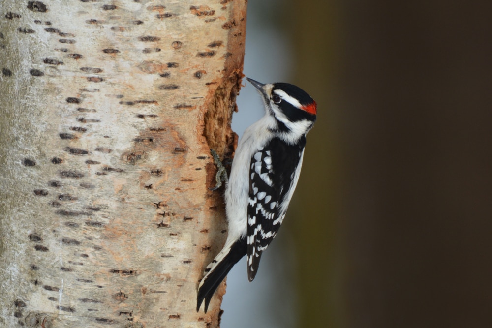 Hairy Woodpecker pecking the side of a wood