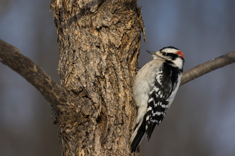 Downy Woodpecker trying to peck a tree