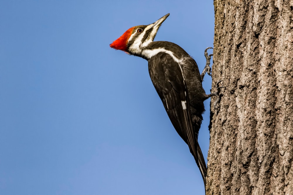 Pileated Woodpecker sticking on the side of a tree
