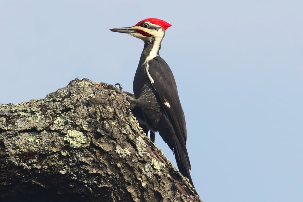 Pileated Woodpecker on top of a tree