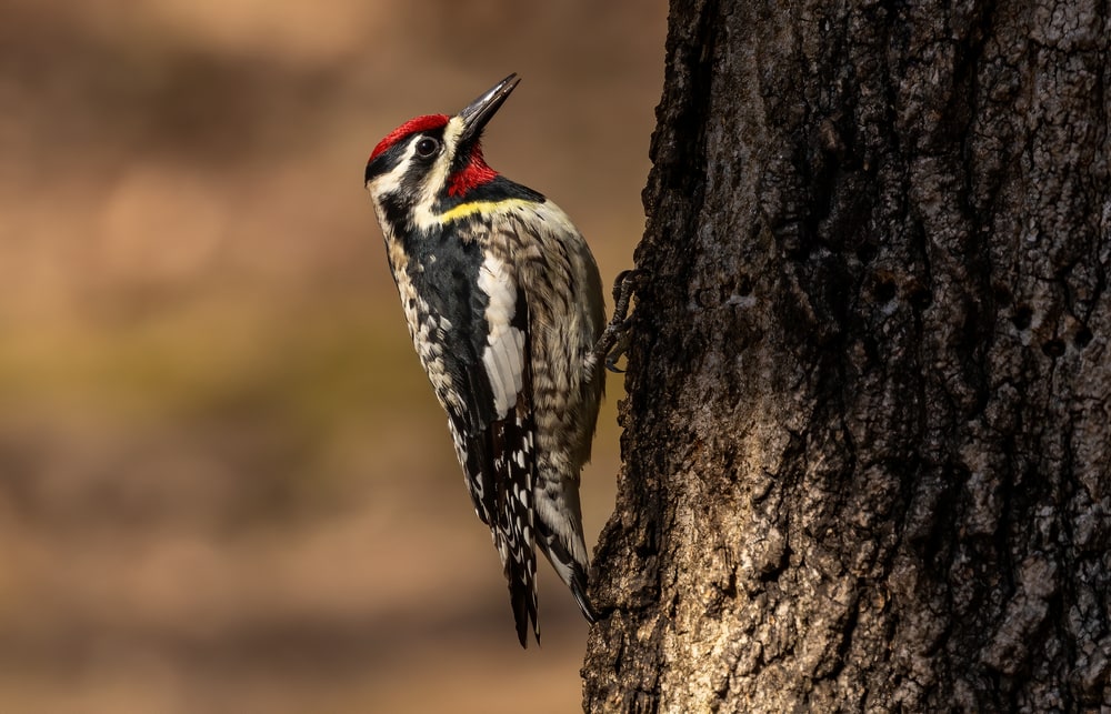 Close up photo of Yellow-Bellied Sapsucker