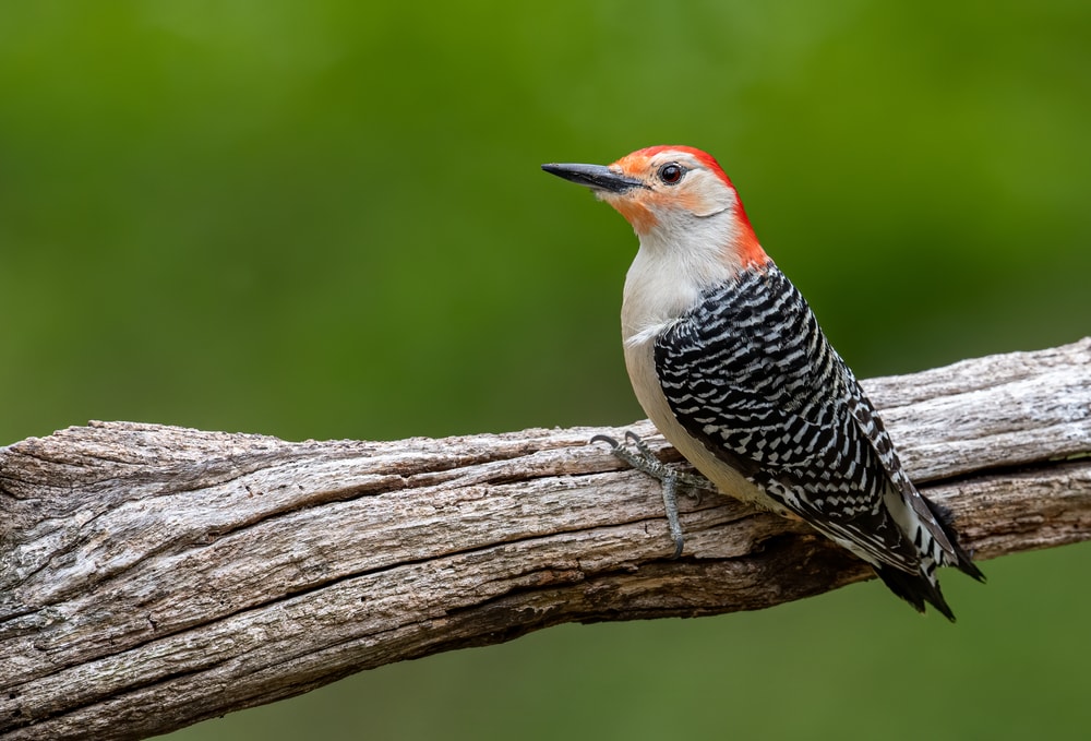 Red-Bellied Woodpecker standing on the branch of tree