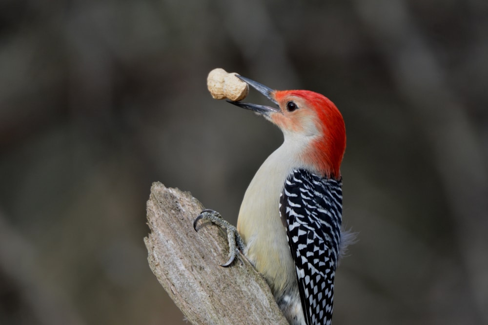Red-Bellied Woodpecker with peanut on its mouth