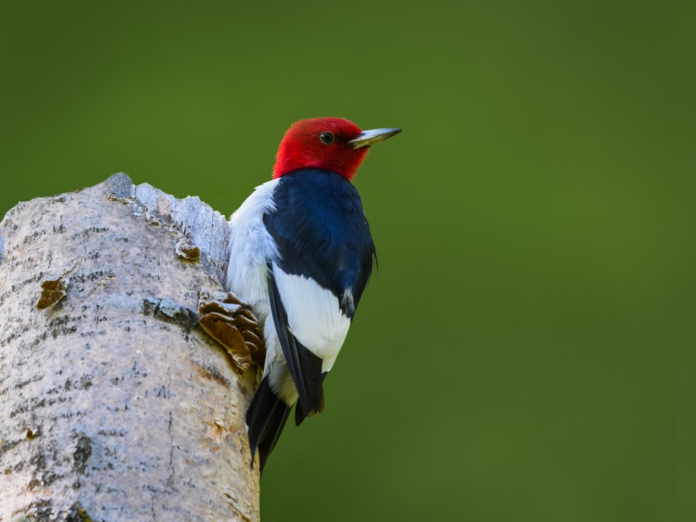 Red-Headed Woodpecker looking back on its forest