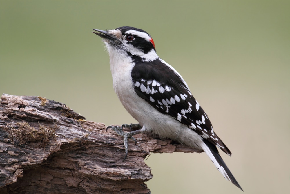 Downy Woodpecker standing on a dry wood