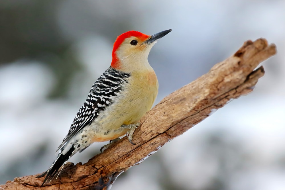 Red-Bellied Woodpecker standing on the slanted wood