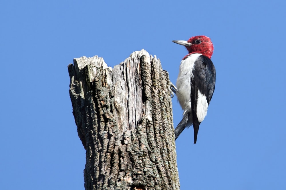 Red-Headed Woodpecker with the clear blue sky background
