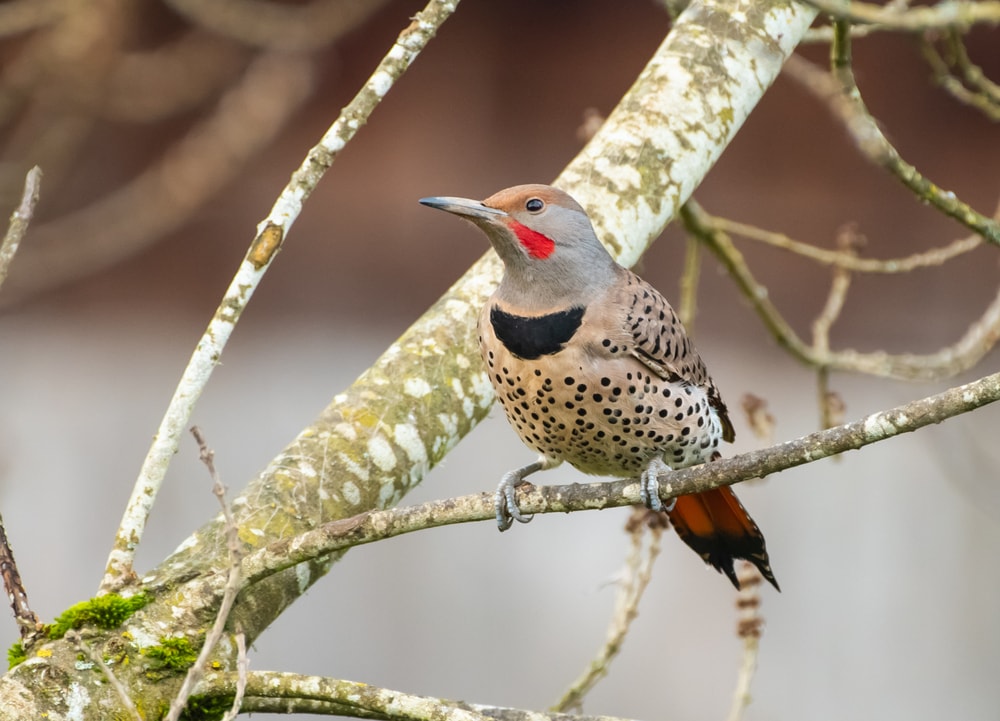 Northern Flicker staying on thin branch of tree