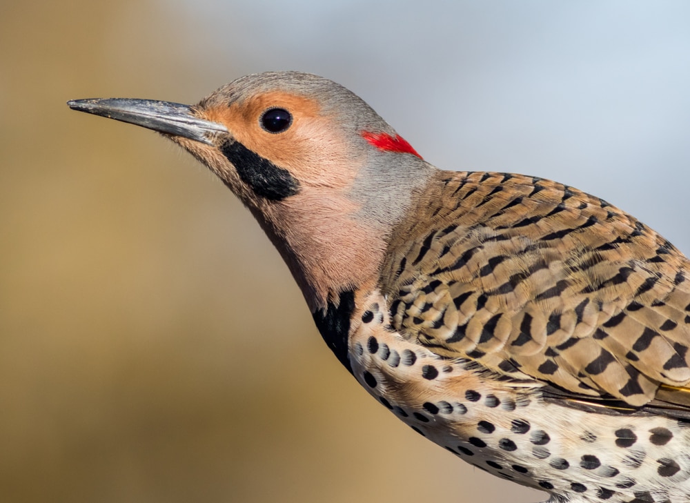 Close up photo of Northern Flicker head