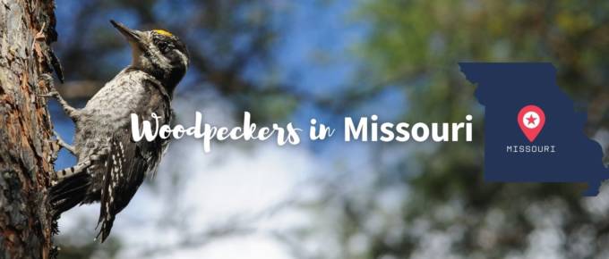 Woodpeckers in Missouri featured image