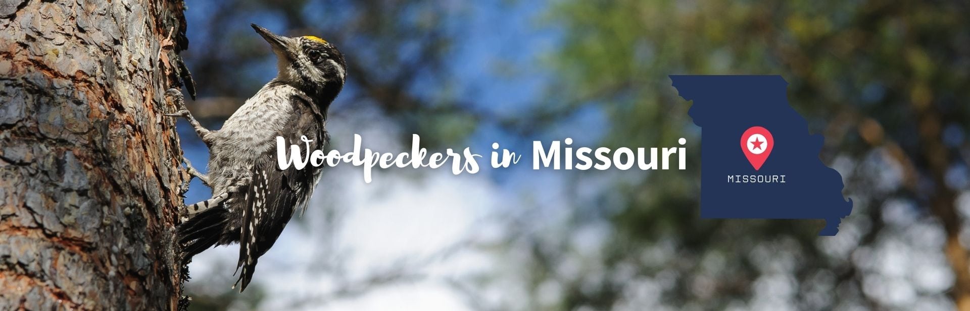 7 Incredible Woodpeckers in Missouri: ID Guide + Photos, Facts, and more