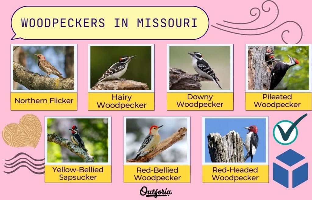 Chart of woodpeckers in Missouri with photos and more