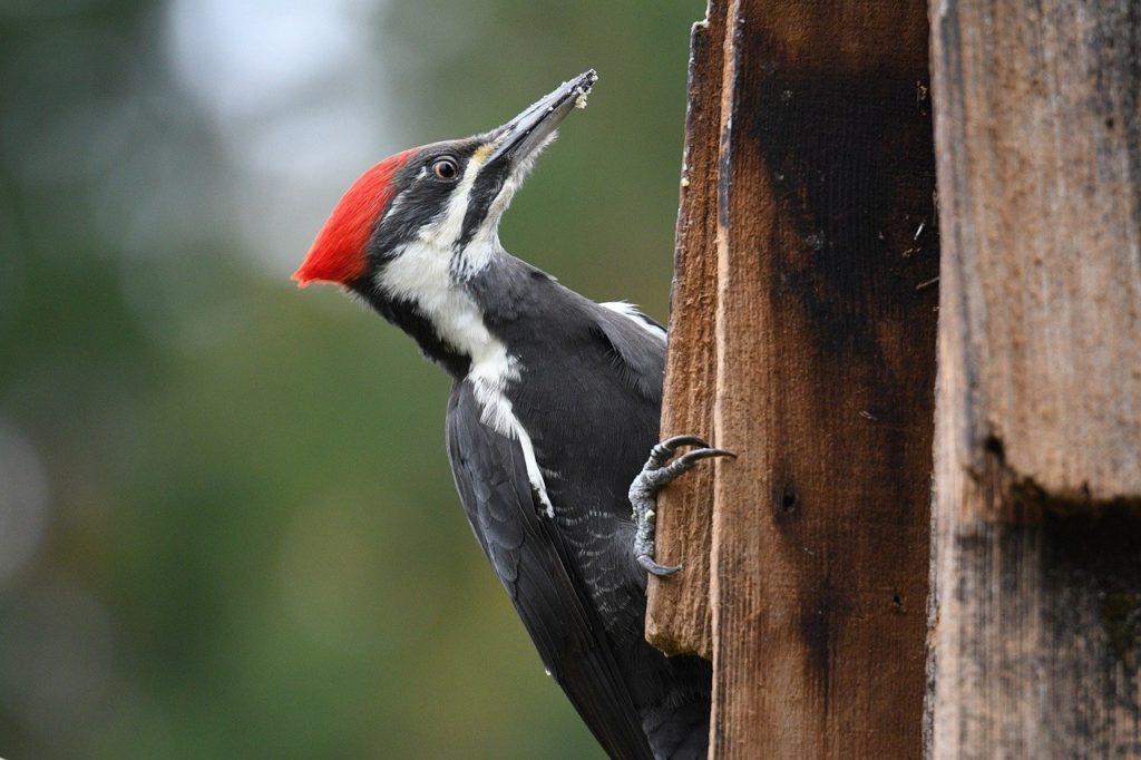Woodpecker looking upward while on a shred on a wood