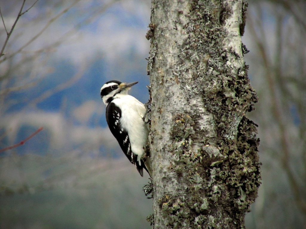 Hairy Woodpecker pecking a wood in the middle of a forest