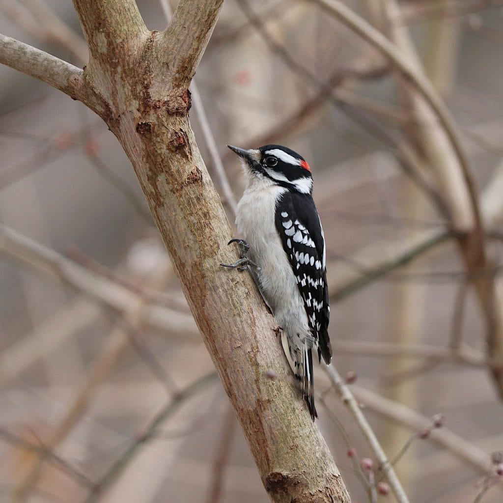 Downy Woodpecker sticking in the middle of woods