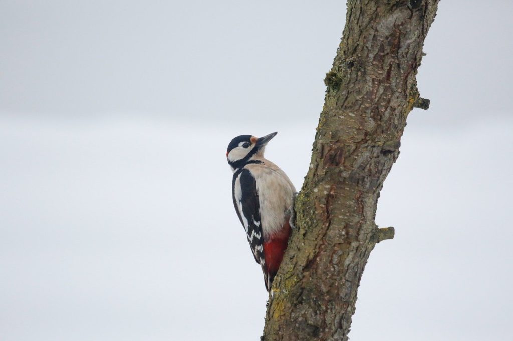 Woodpecker standing on the edge of a branch