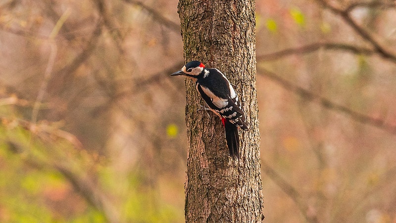 Woodpecker sticking up on a tree in the forest
