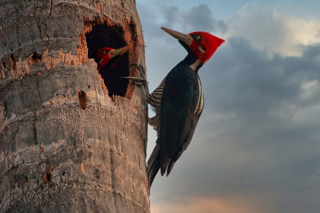 Woodpecker checking in to its baby