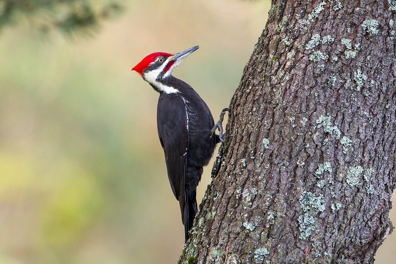 Woodpecker holding on a tree