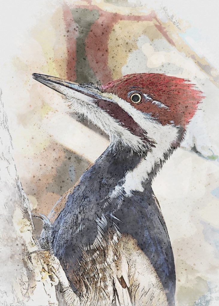 Water paint of a woodpecker
