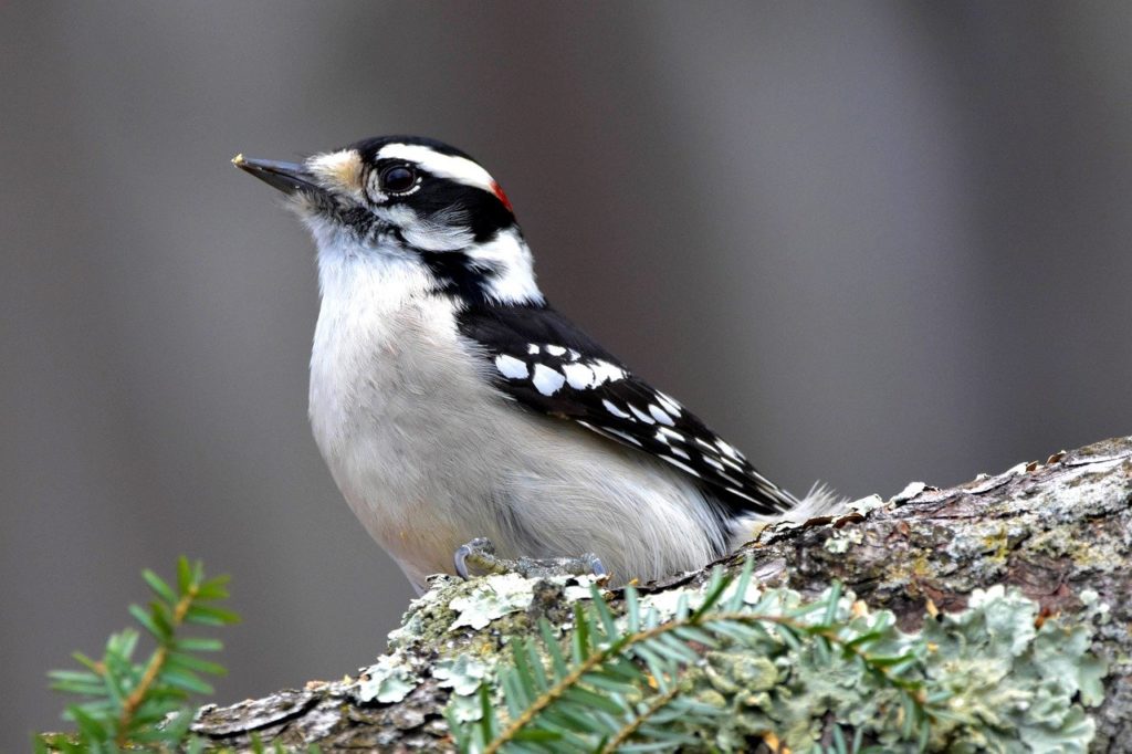 Downy woodpecker standing on a bark