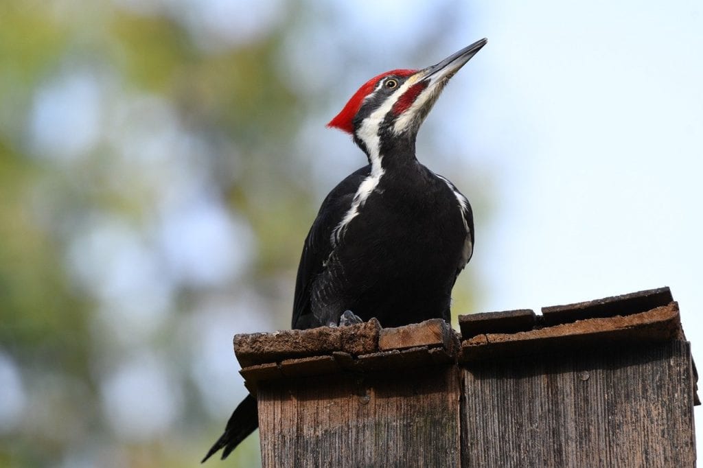 Pileated Woodpecker shot under a wooden pole