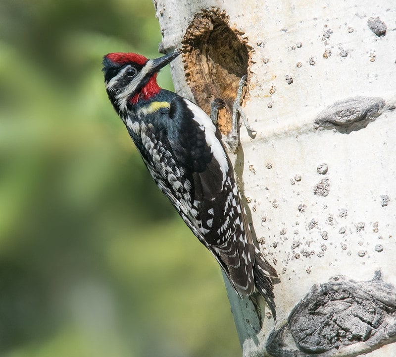 Yellow-bellied Sapsucker trying to peck wood on tree's hole