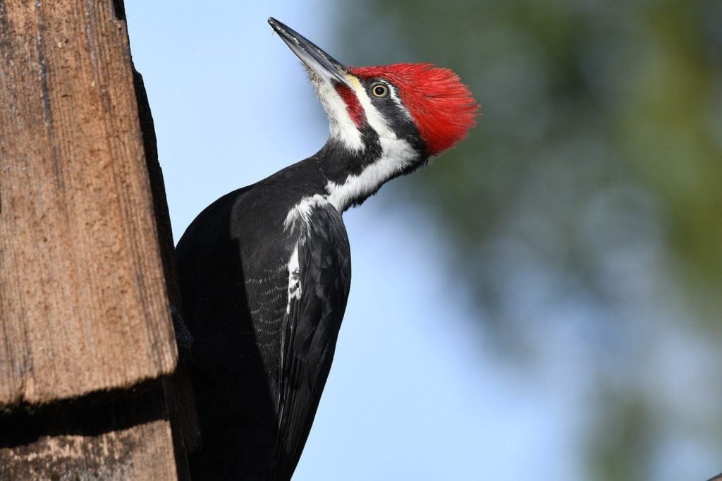 Pileated Woodpecker sticking on a box wood