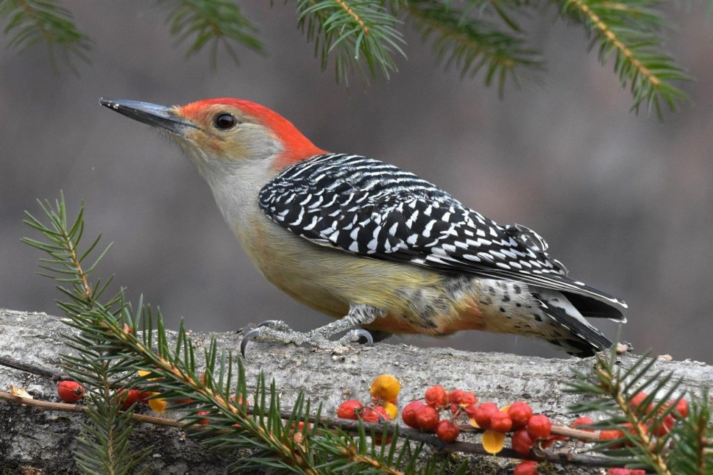 Red-bellied Woodpecker in the middle of a tree