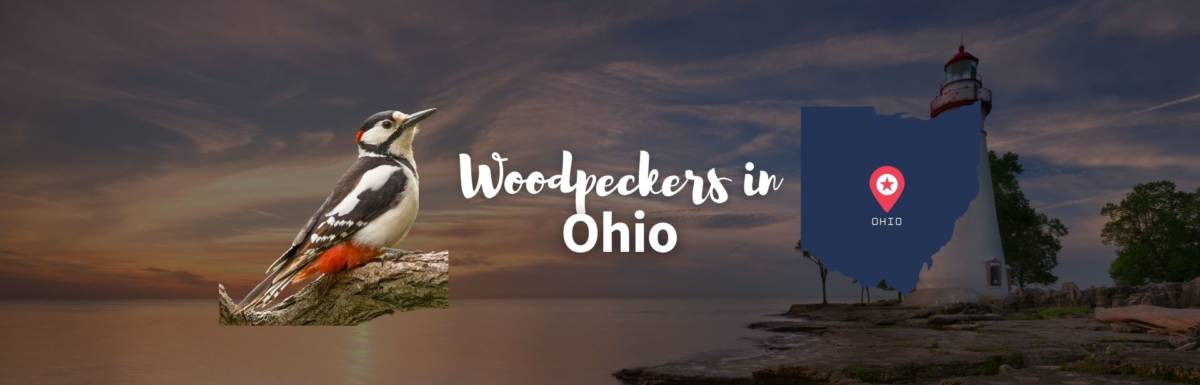Woodpeckers in Ohio featured image