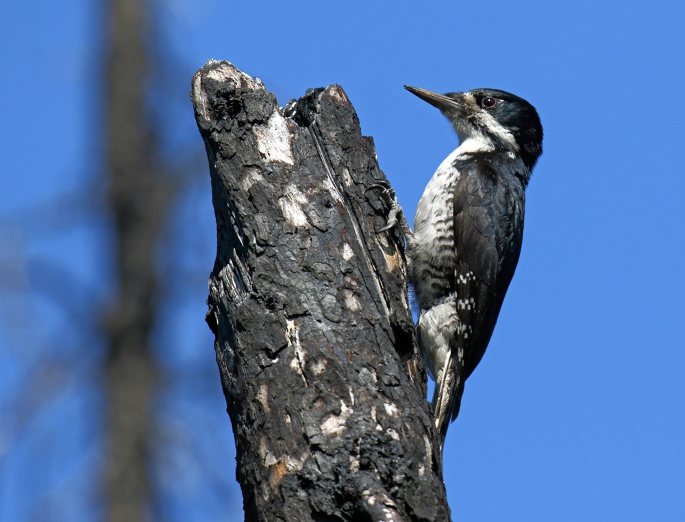 Black-Backed Woodpecker (Picoides arcticus) in Pennsylvania
