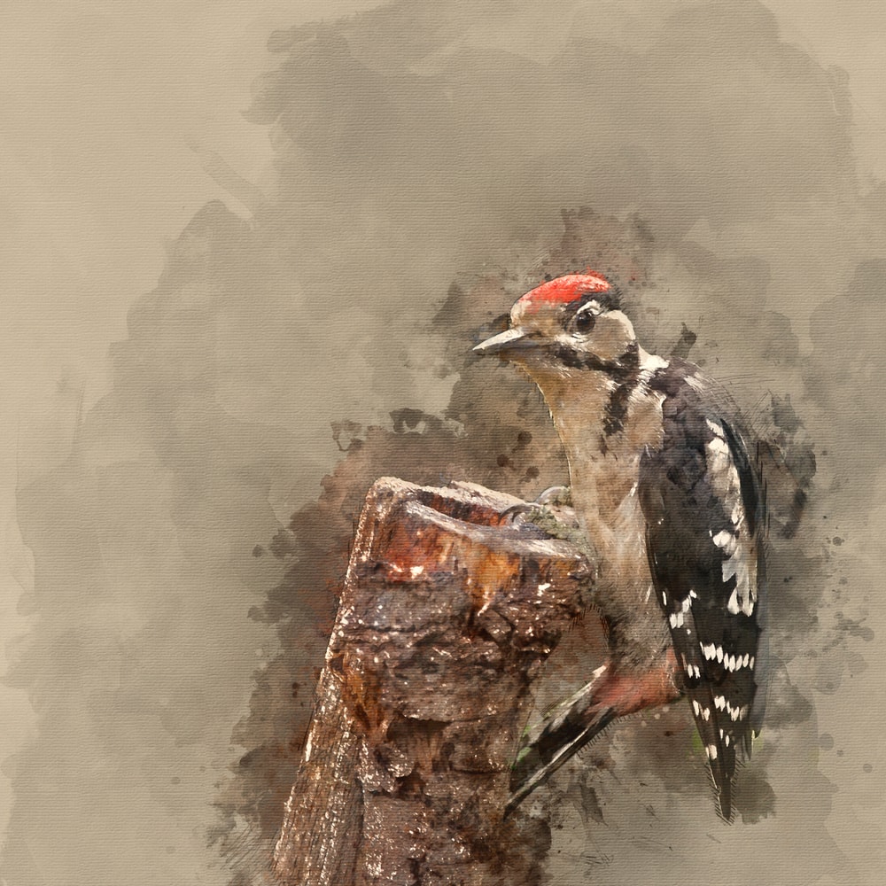 Painting of a woodpecker in canvas