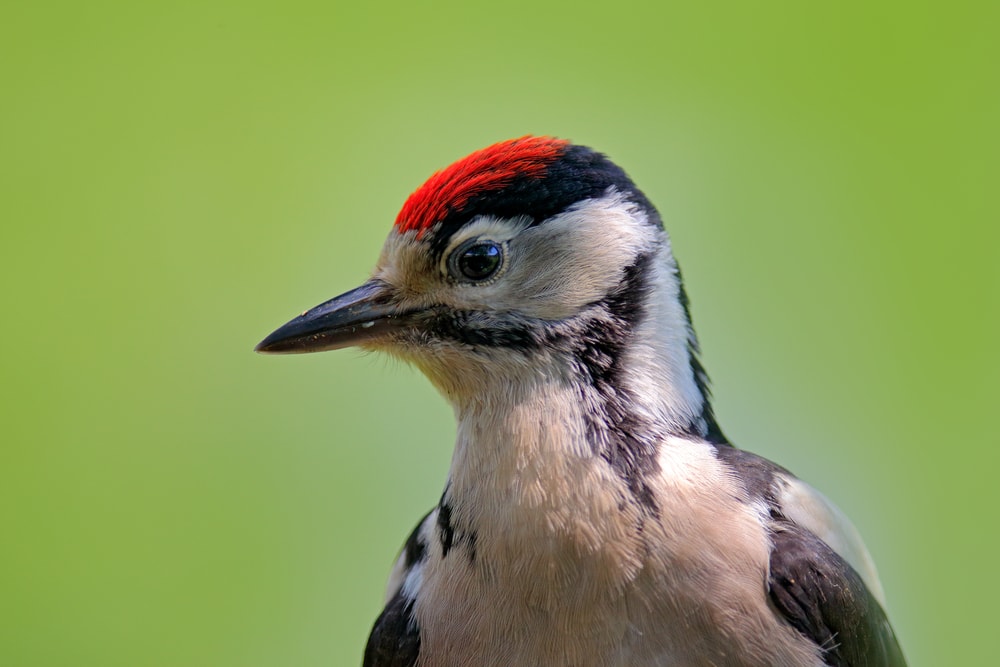 Close up photo of the head of a woodpecker