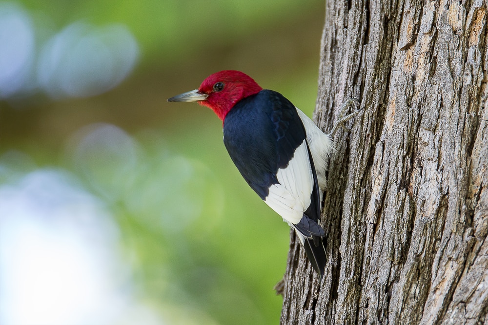 Red-Headed Woodpecker (Melanerpes erythrocephalus) in Pennsylvania