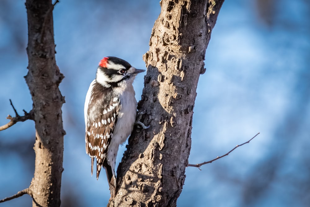 Downy Woodpecker (Dryobates pubescens) in Pennsylvania