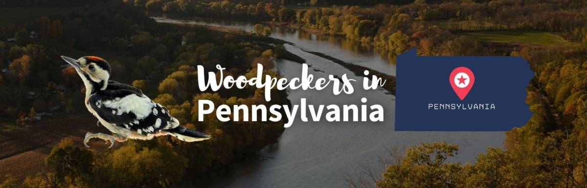 Woodpeckers in Pennsylvania featured photo