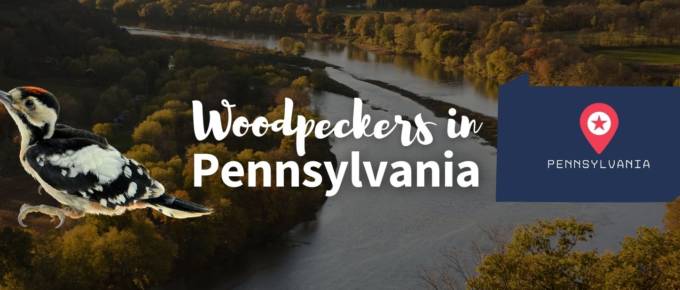 Woodpeckers in Pennsylvania featured photo
