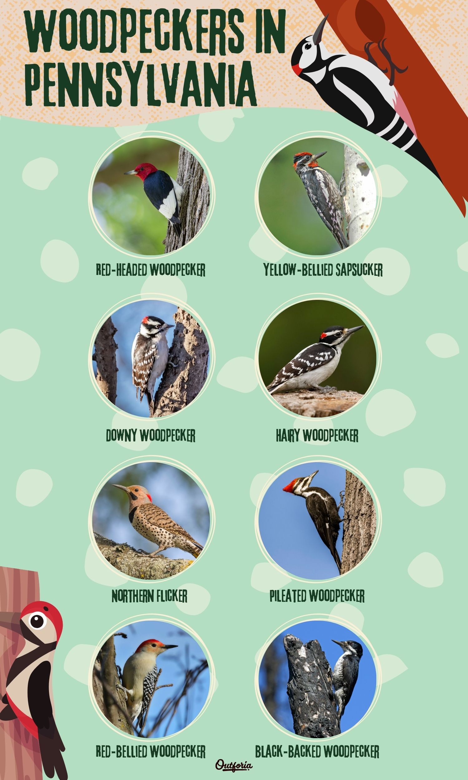Chart of the eight woodpeckers in Pennsylvania