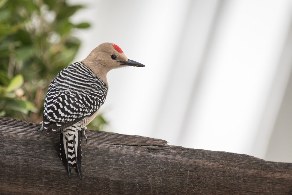 Gila Woodpecker standing on a wood