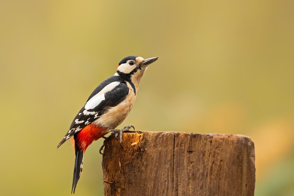 Woodpecker in Arizona standing on a cut tree