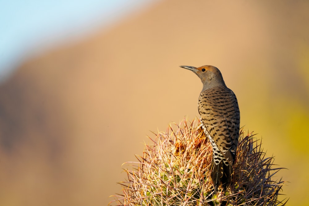 Gilded Flicker in Arizona standing on a cactus