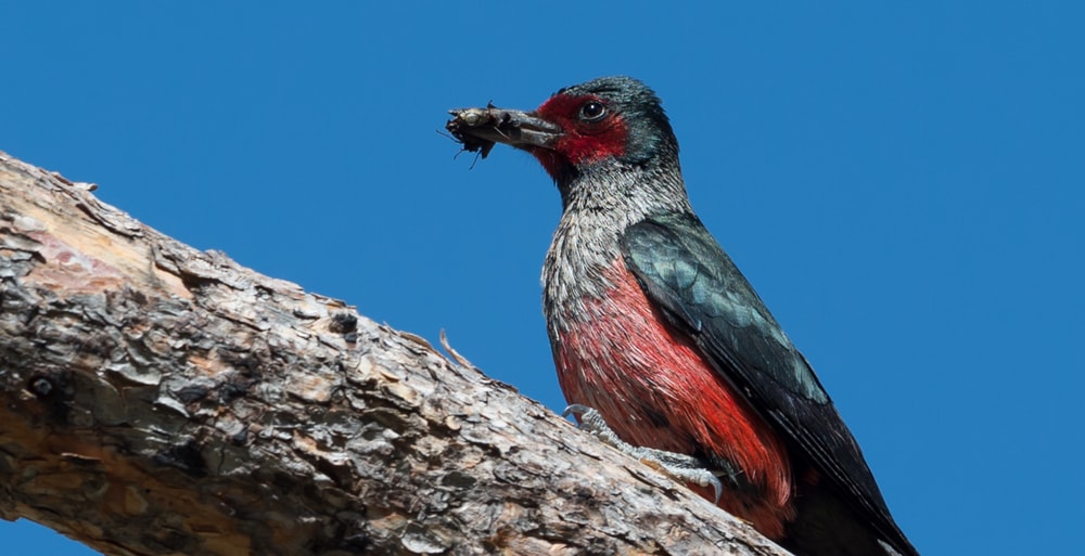 Lewis’s Woodpecker in Arizona with woods on its mouth