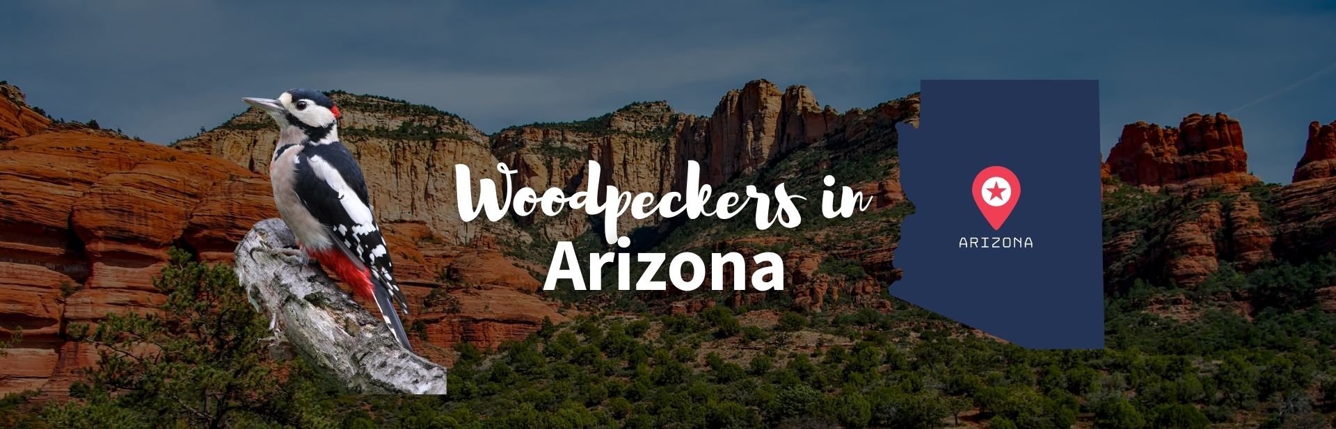 12 Incredible Woodpeckers in Arizona: Identification Guide (Pics and Facts)