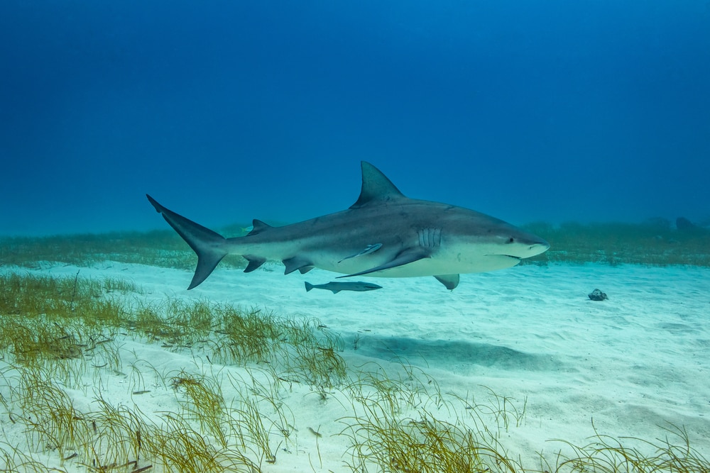 image of a bull shark  swimming underwater in its natural habitat