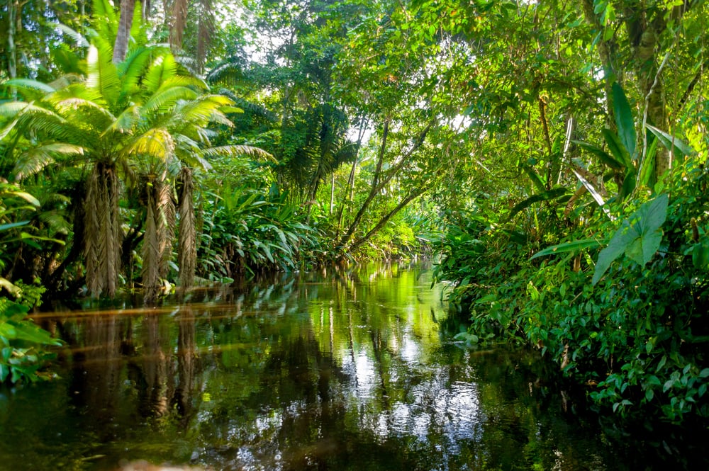 view of the Amazon Jungle in Yasuni, Ecuador