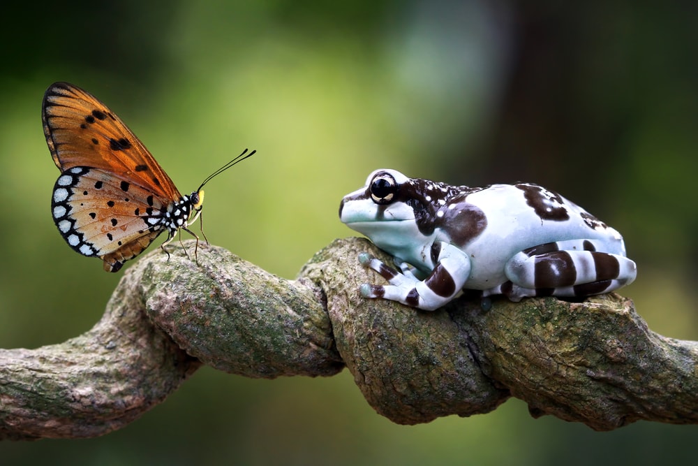 Amazon milk frog on branch looking at a butterfly